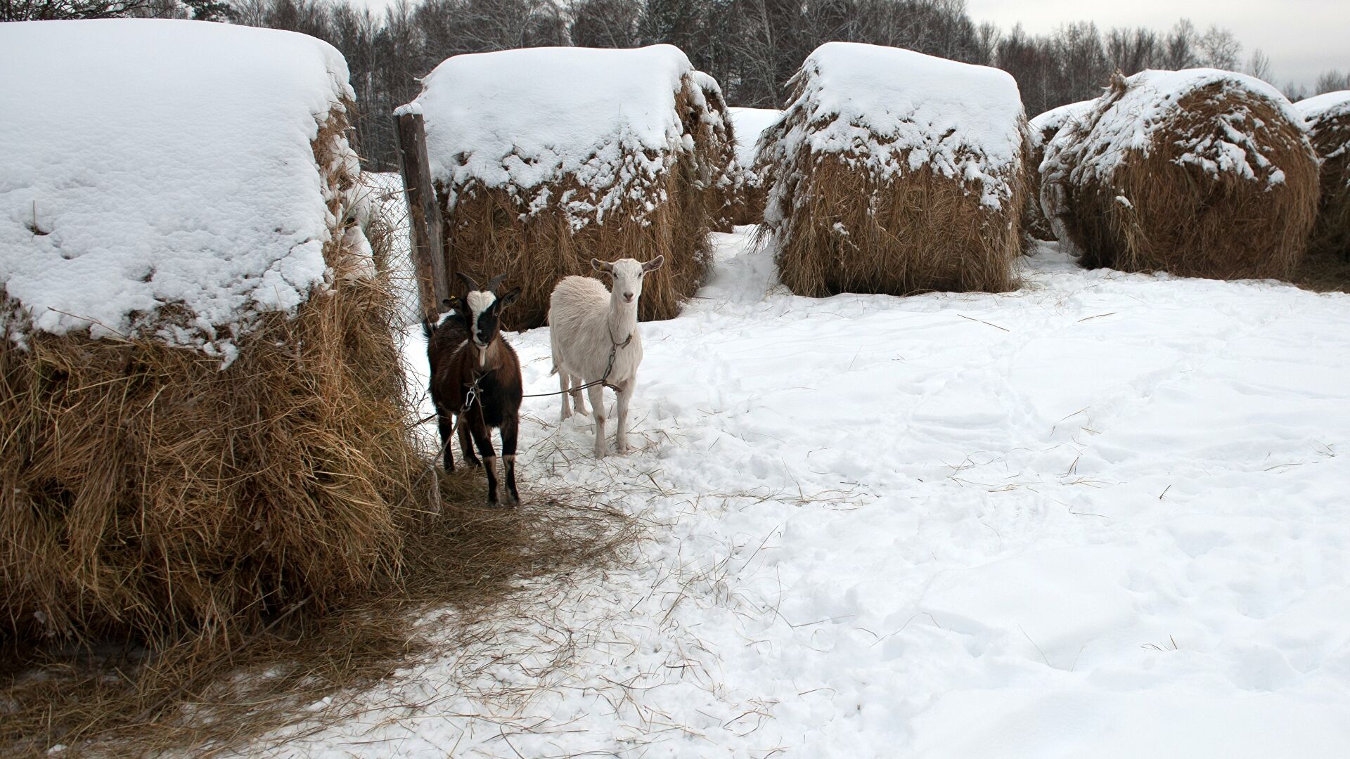Зимнее сено. Сено на снегу. Сено зимой. Стога зимой. Зима на ферме.
