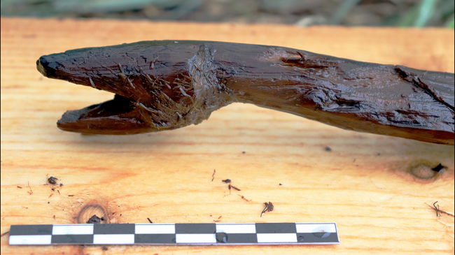 Ученые нашли деревянный посох возрастом 4400 лет, принадлежавший шаману - «Религия»