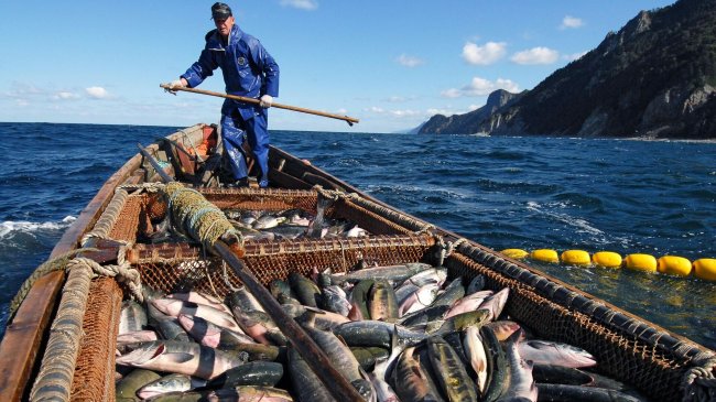 Япония сожалеет о решении России по рыбному промыслу - «Новости России»