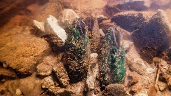 Ученые выяснили, как путешествовал по миру вымирающий моллюск - «Новости России»