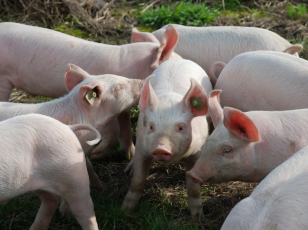 Свиноводы России предупредили о проблемах с производством мяса - «Новости России»