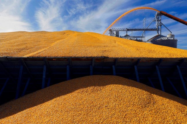 Турецкие компании хотят принять участие в поставке зерна из России в Африку - «Бизнес»