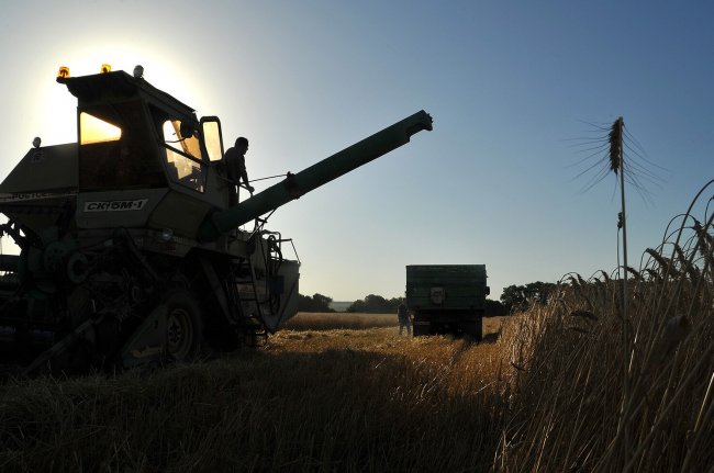 Минсельхоз США повысил прогноз экспорта пшеницы из РФ до 51 млн тонн - «Бизнес»