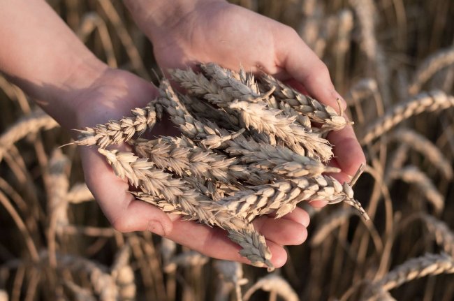 Турция нарастила импорт пшеницы из РФ после прекращения поставок из Аргентины - «Бизнес»