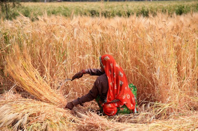 В Индии объявили о начале общенациональной забастовки фермеры - «Бизнес»