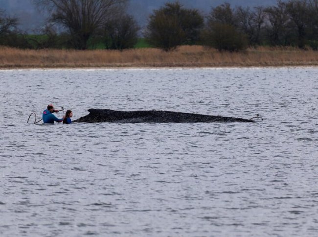 В Германии у кита, застрявшего в Балтийском море, нашли новые травмы - «Последние новости»
